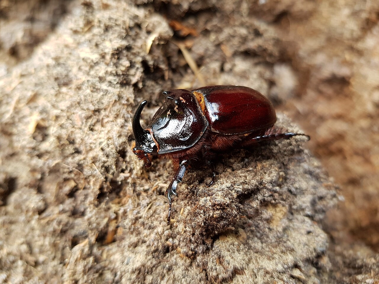 Escarabajo rinoceronte sobre piedra